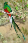 quetzal2